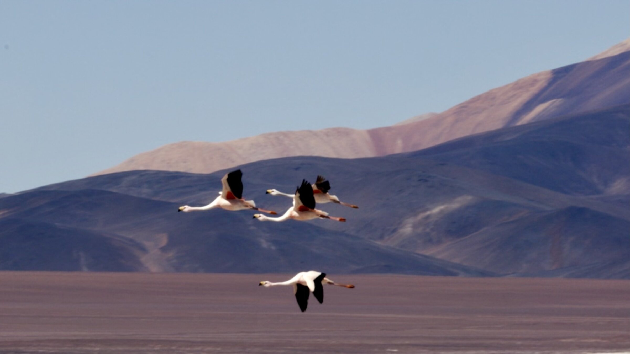 "Argentinien (3/4) - CÃ³rdoba und Cuyo": Mehrere Flamingoarten fÃ¼hlen sich in den Hochanden La Riojas wohl.
