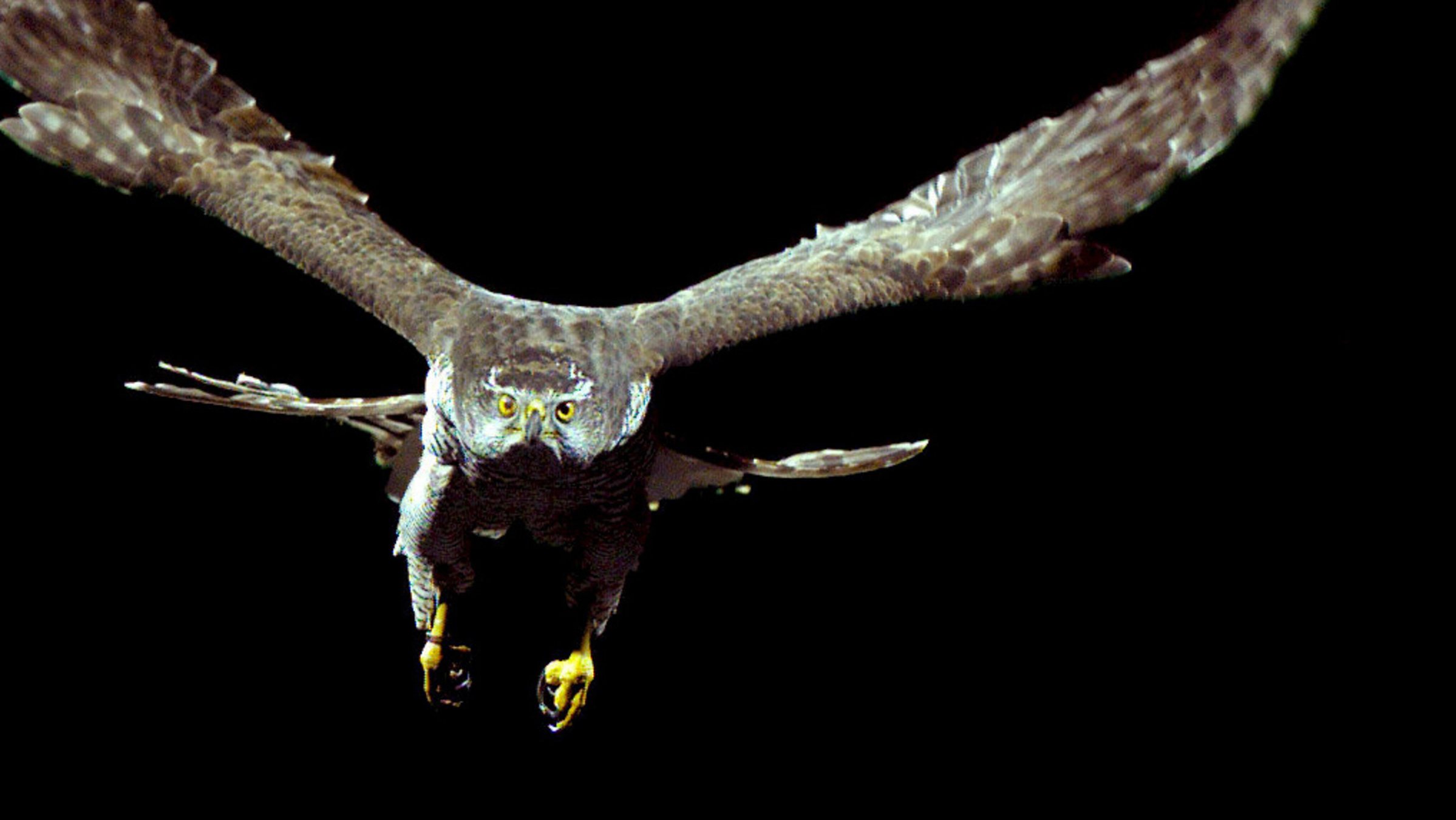 "Das Genie der Natur - Die Magie der Bewegung": Fliegender Habicht.