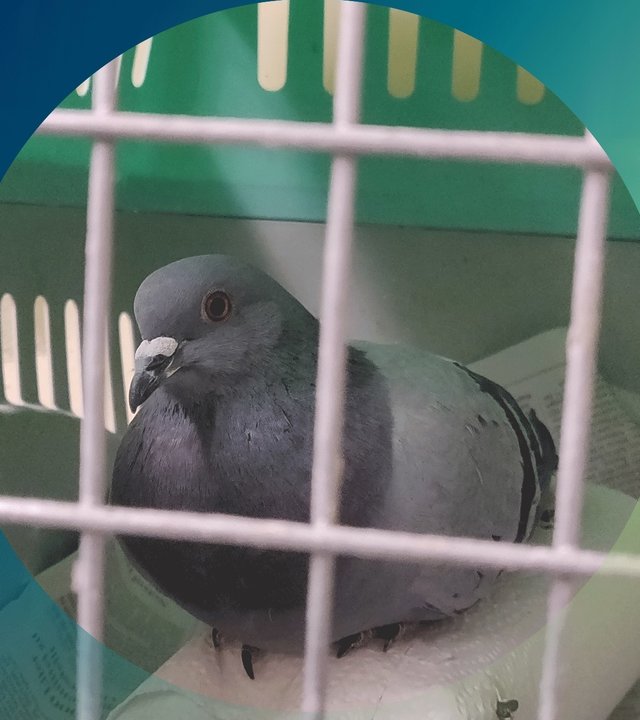 "planet e.: Streitfall Taube – verjagen oder ertragen?": Eine von Vogelschützern gerettete Taube.