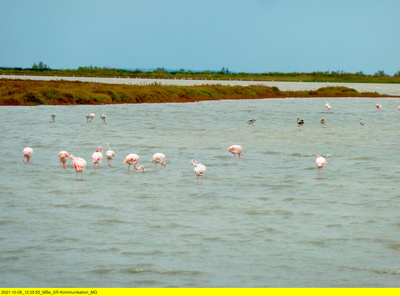 Camargue, da will ich hin!