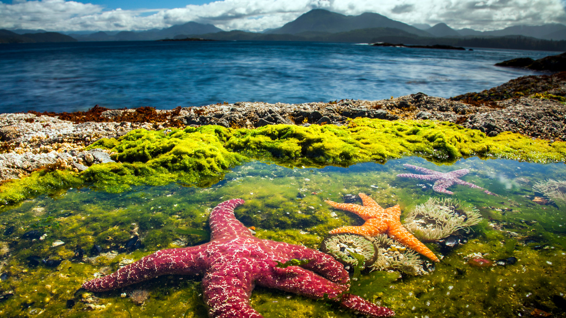 "Der Blaue Planet: Extremwelt Küste": Der Ockerseestern ist hinter Napfschnecken her. Die pressen sich mit Hilfe eines kräftigen Saugfußes fest an den Untergrund. Doch wenn sich der Seestern über sie schiebt, löst er die Schnecken mit Hilfe seiner Füßchen ab und verschlingt sie.