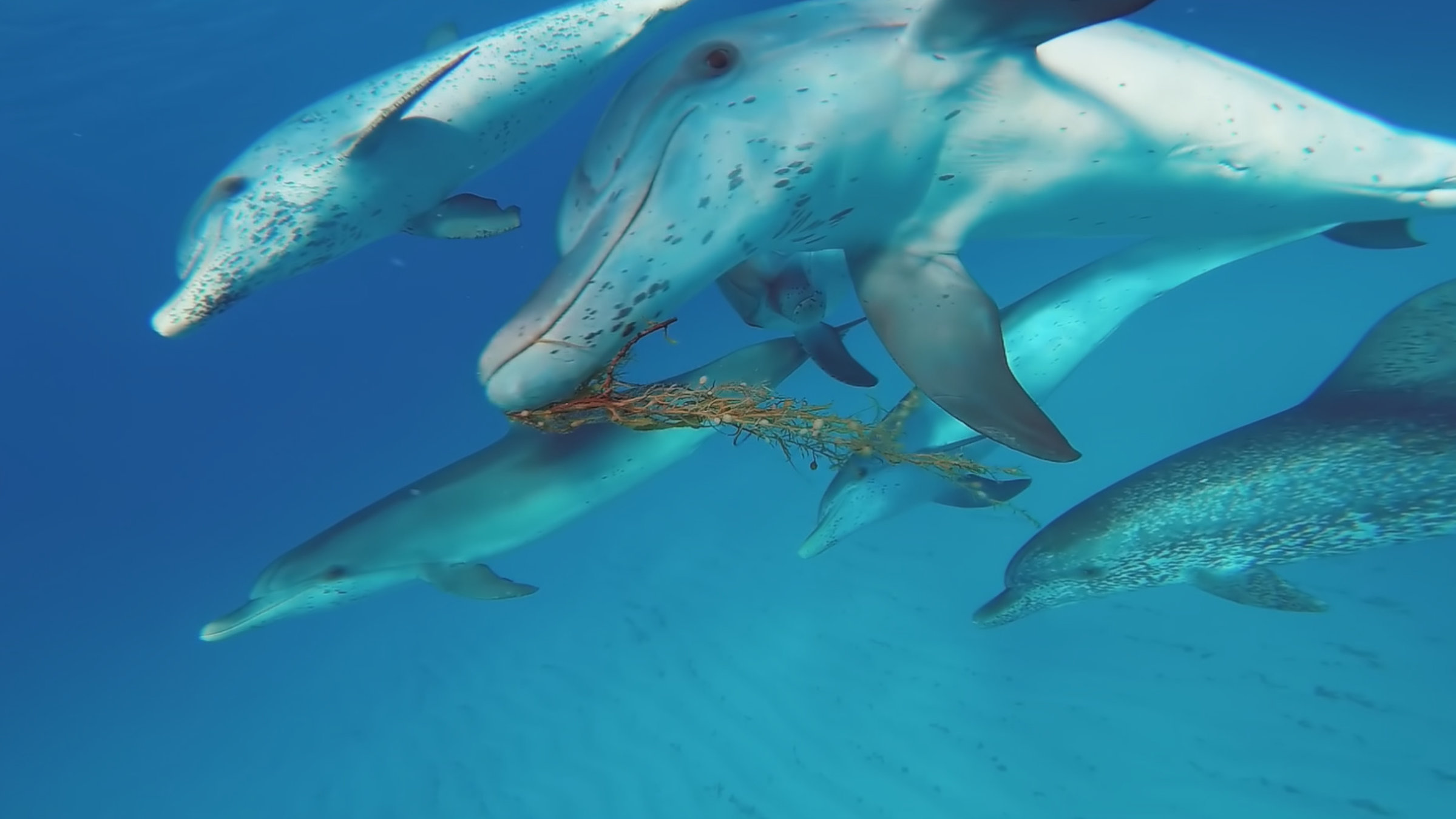 "Terra X: Spielen im Tierreich - Lernen fürs Leben": Fünf Fleckendelphine spielen mit Seegras - Bimini.