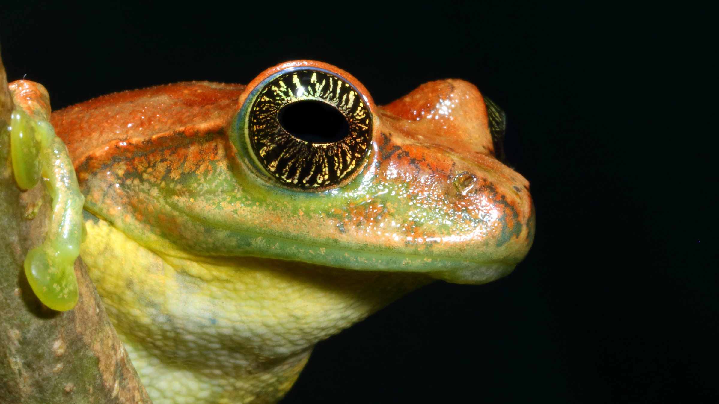 "Frösche - Schätze des Regenwaldes": Nahaufnahme eines Frosch-Kopfs mit goldgestreiftem Auge.