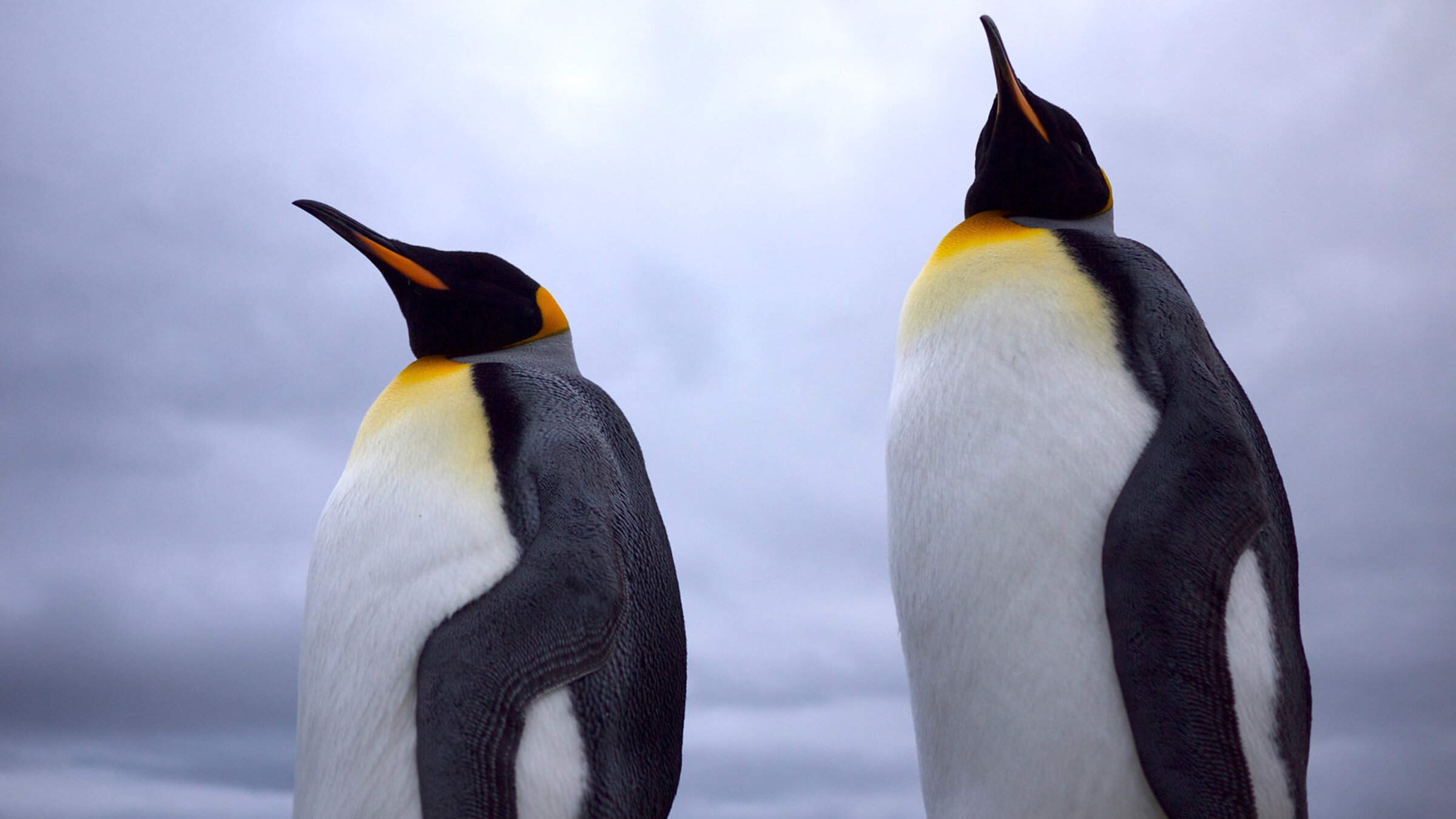 "Wilde Inseln: Falklandinseln": Königspinguine.