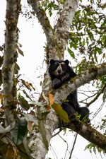 Sieben Kontinente - Ein Planet