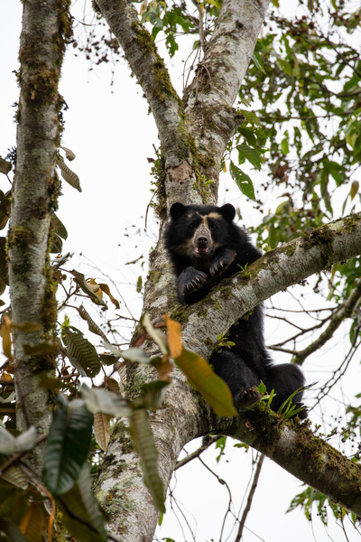 Sieben Kontinente - Ein Planet (3/7)