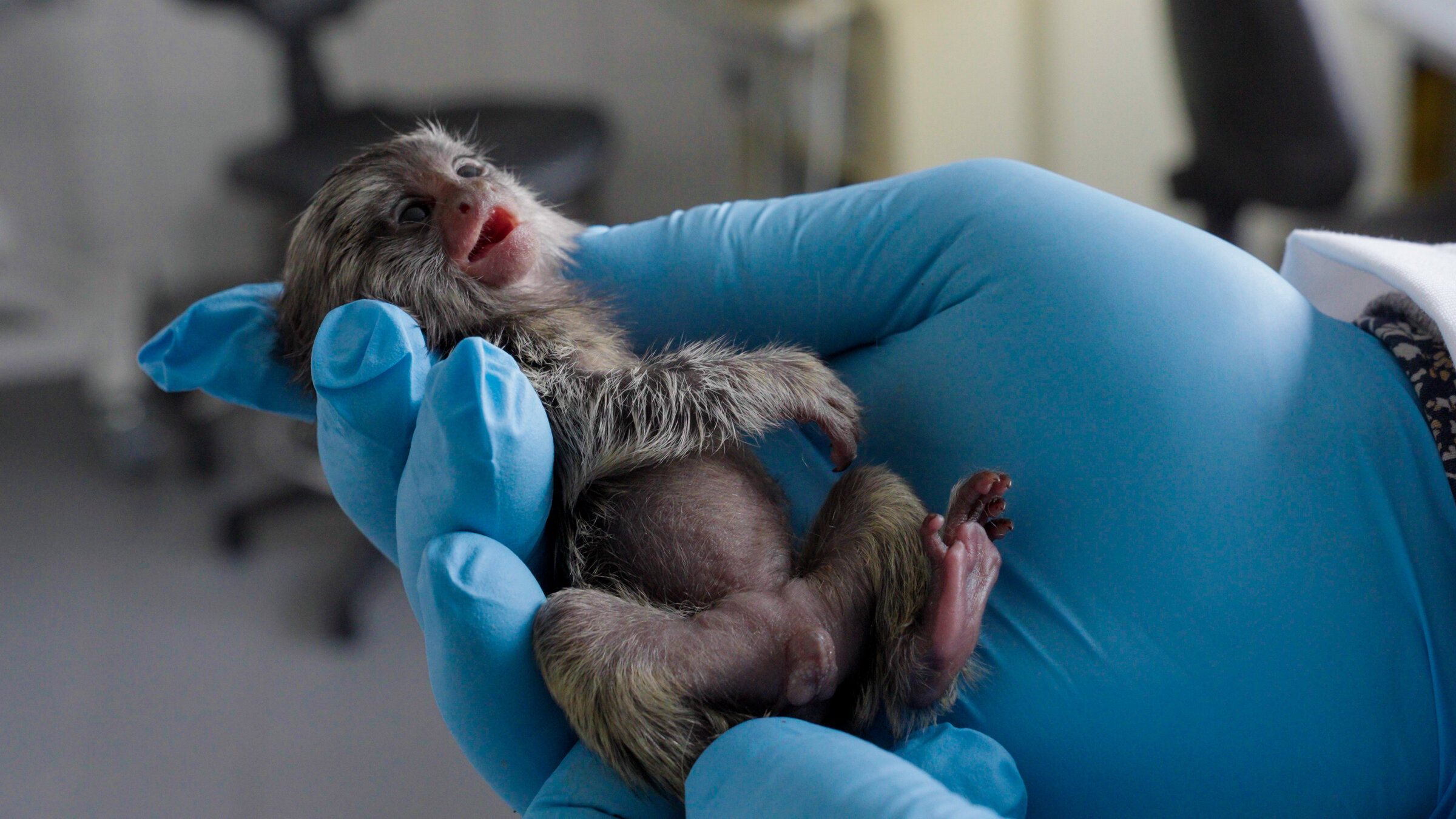 "37°: Geheimsache Tierversuche - Unter Ausschluss der Öffentlichkeit": Eine Hand in einem blauen Gummihandschuh hält ein kleines Baby-Äffchen.