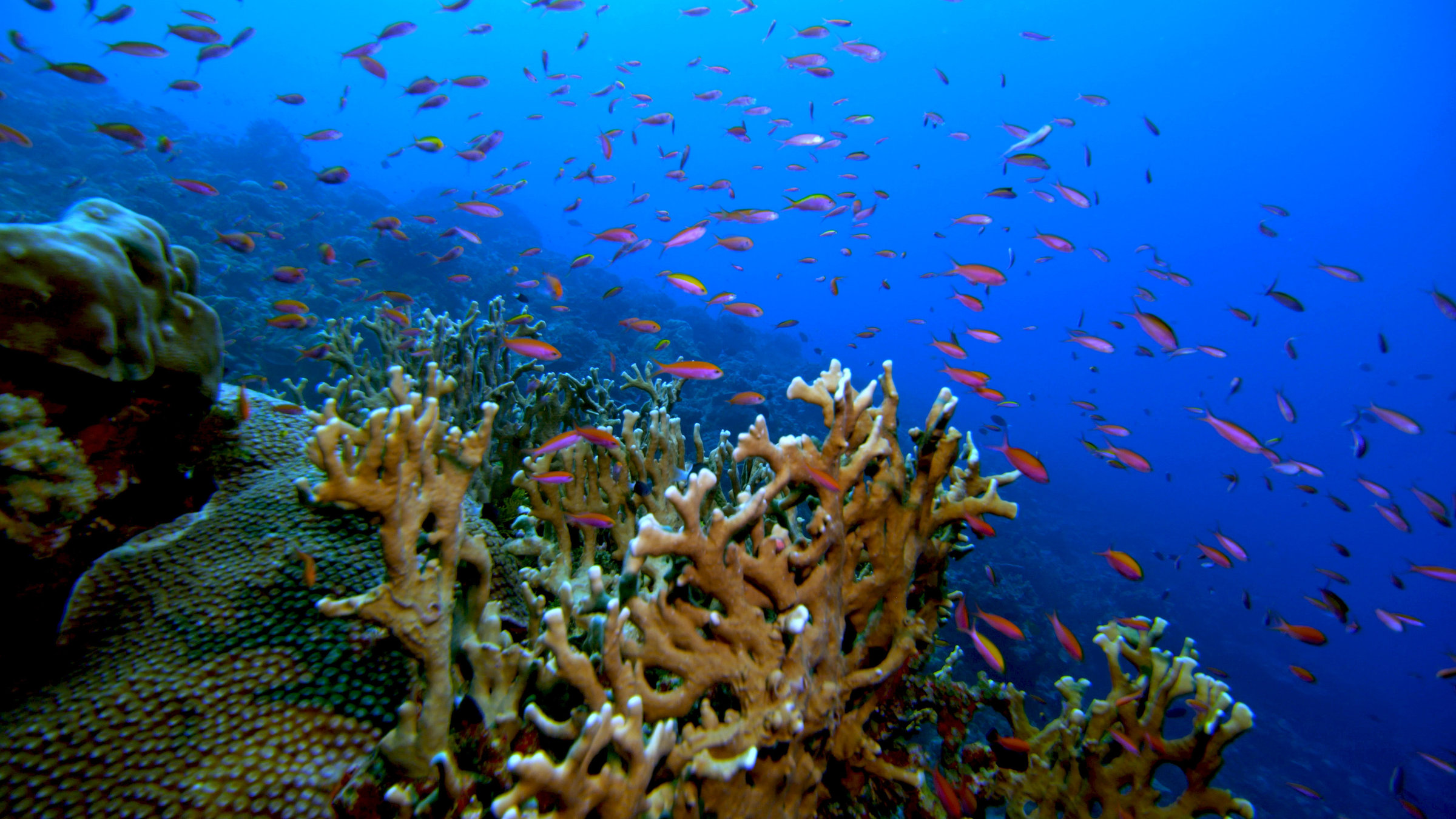 "Terra X: Geheimnisse der Tiefsee - In den Kellern der Korallenriffe": Im Vordergrund sieht man Korallen und im Hintergrund bunte Fischschwärme.