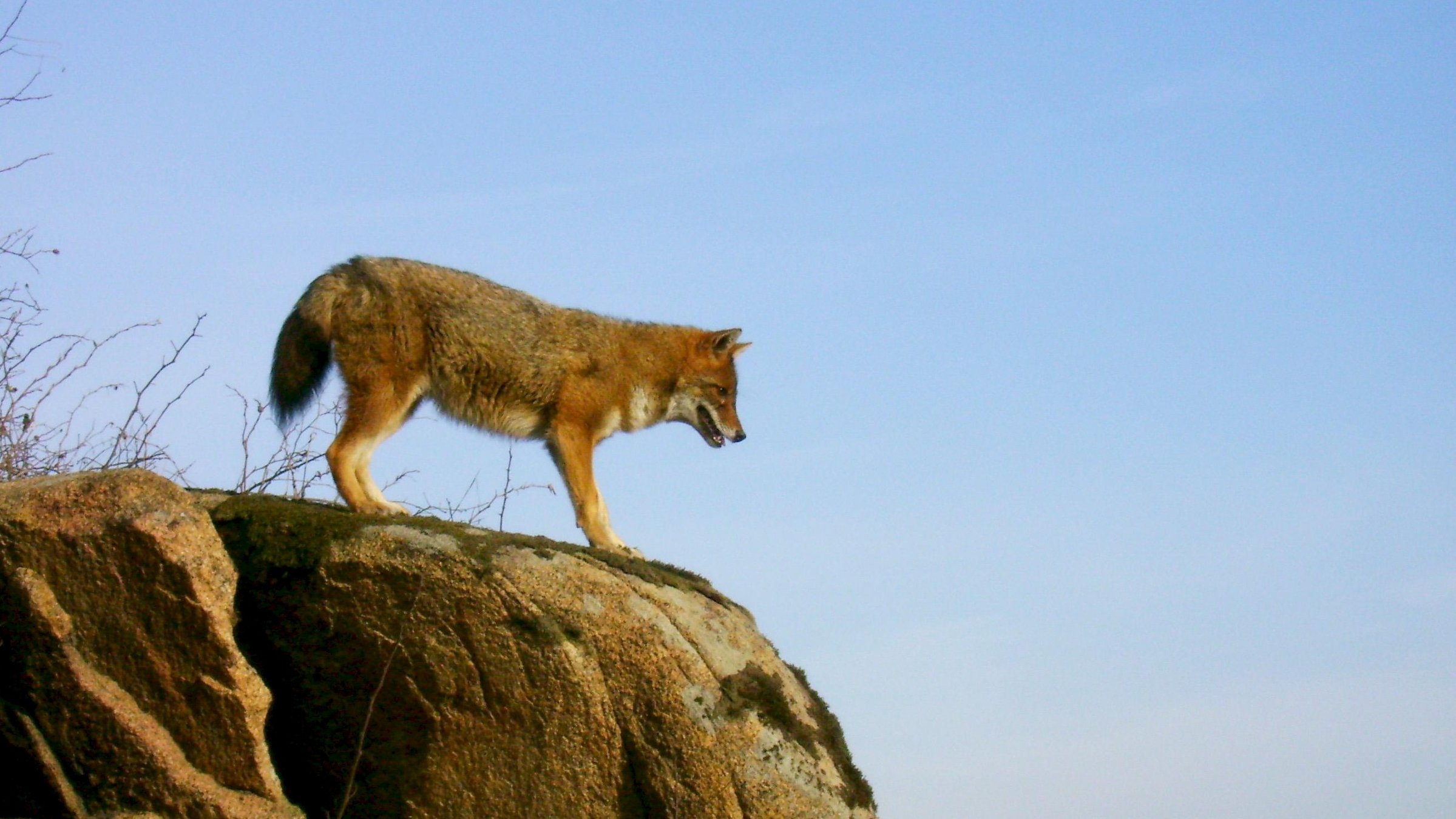 "Schakale unter uns": Schakal auf einem Felsen, Bulgarien.