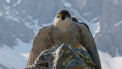 Naturparadies Seefeld - Im Reich des Wanderfalken