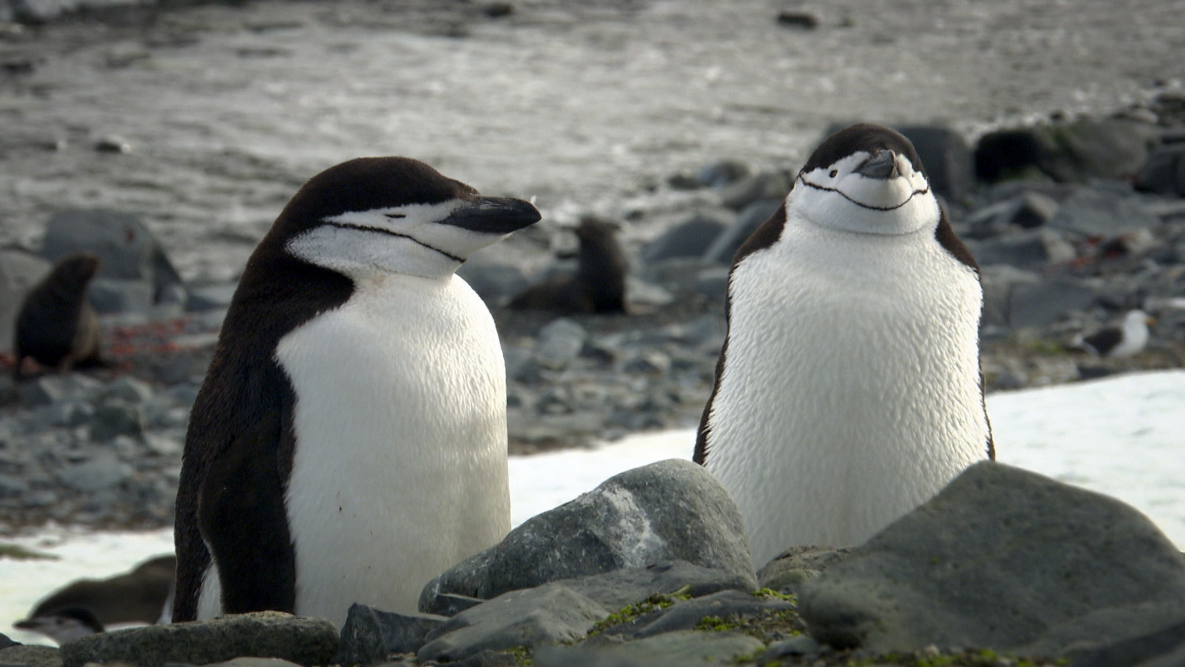 "Beeindruckende Tierwelt: In extremer Umgebung": All diese Tiere, die in extremen Regionen leben, haben offenbar eine enorme Anpassungsfähigkeit entwickelt. Sie sind bewundernswert und vielfach interessant zu beobachten - außergewöhnliche Lebewesen in außergewöhnlichen Umgebungen.