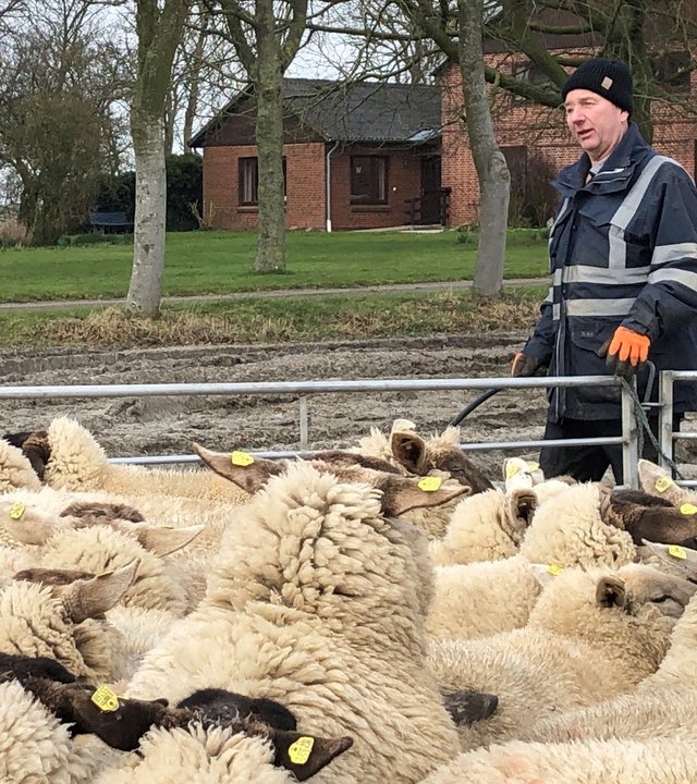 "Terra Xpress Tierische Nachbarn und Jagdszenen in der Stadt": Der Schafzüchter Knut Jäger steht auf einem Acker am Zaun in dem die Schafe stehen.