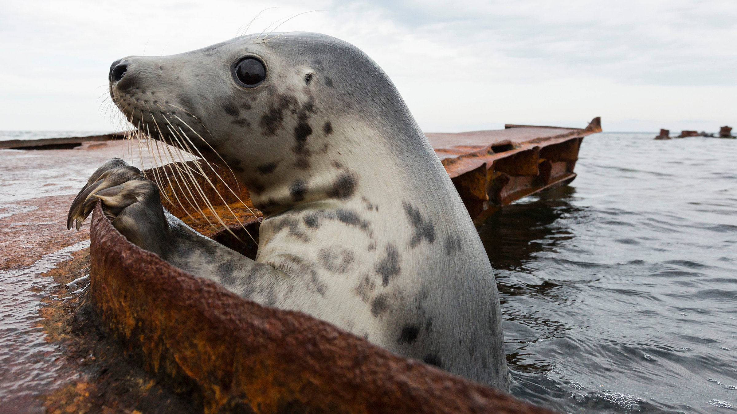 "Wildes Baltikum (1/2) - die Küste": Kegelrobben kommen an Estlands Küsten weit häufiger vor als ihre Verwandten, die Ringelrobben.