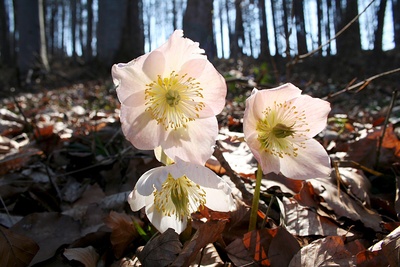 Pielach - Im Garten der Voralpen