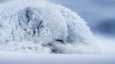 Eisige Welten II: Taiga und Tundra