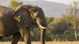 Die Sprache der Tiere (5/5)