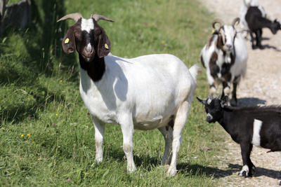 Unter Wölfen, Bären und Geiern - Ein Jahr im Wildpark Mautern