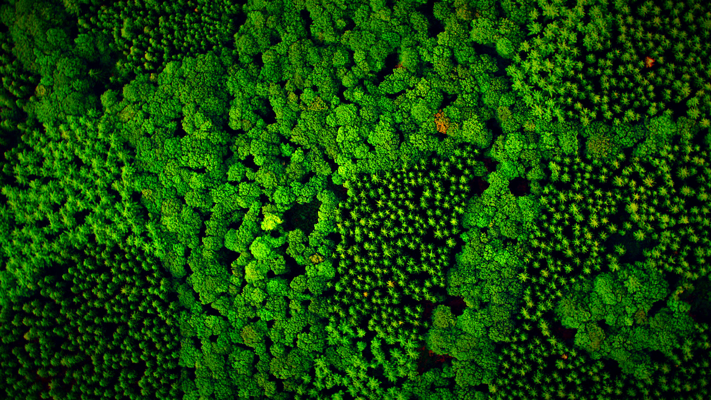 "Terra X: Unsere Wälder - Die Sprache der Bäume": Luftaufnahme eines deutschen Mischwaldes.