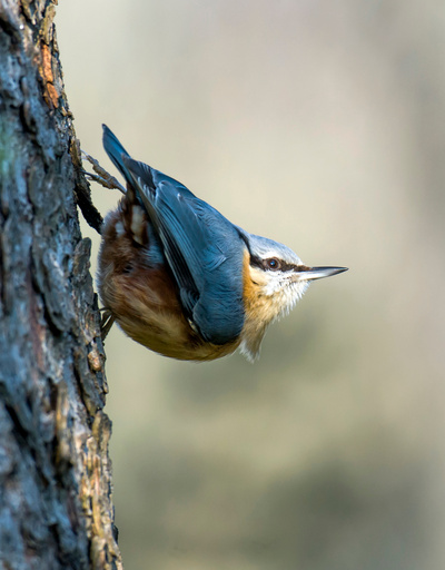 Gefiederte Nachbarn - Die bunte Welt der Gartenvögel