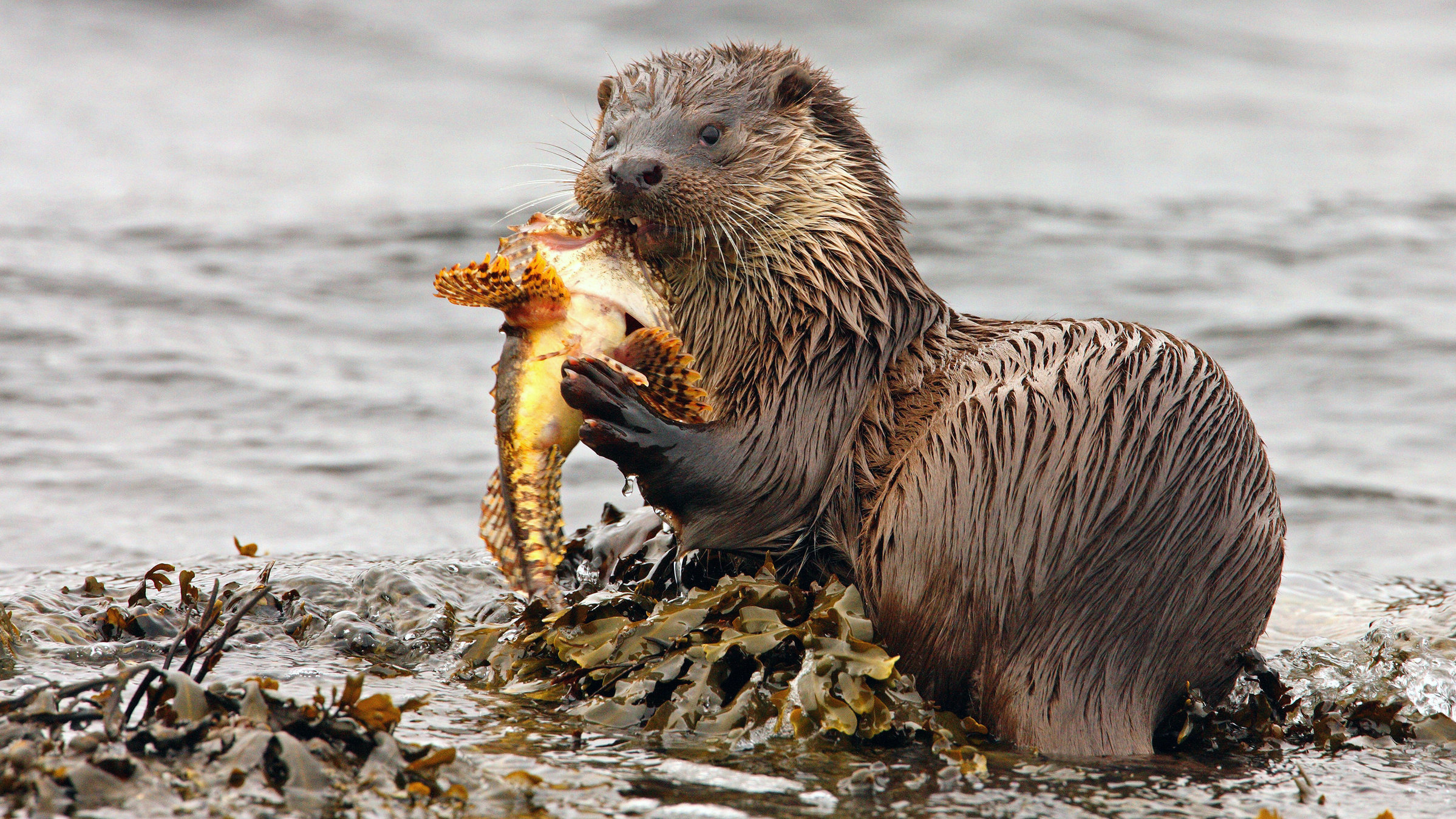 "Cornwall - Englands paradiesische Küste": Ein Ottermännchen hat einen Drachenfisch erbeutet.
