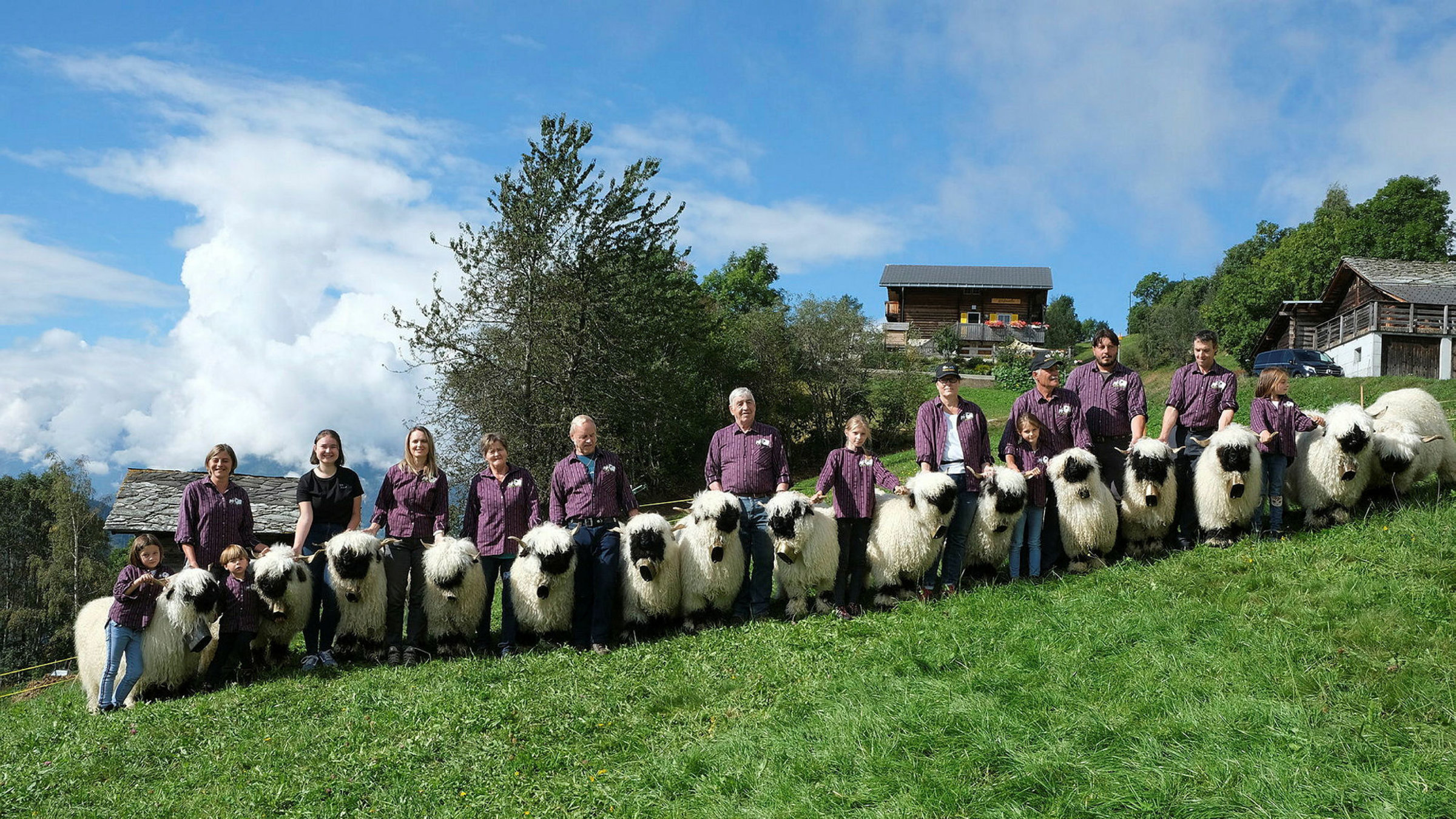 "Das schönste Schaf im Wallis": Im Schweizer Kanton Wallis werden seit Generationen Schwarznasenschafe gezüchtet.