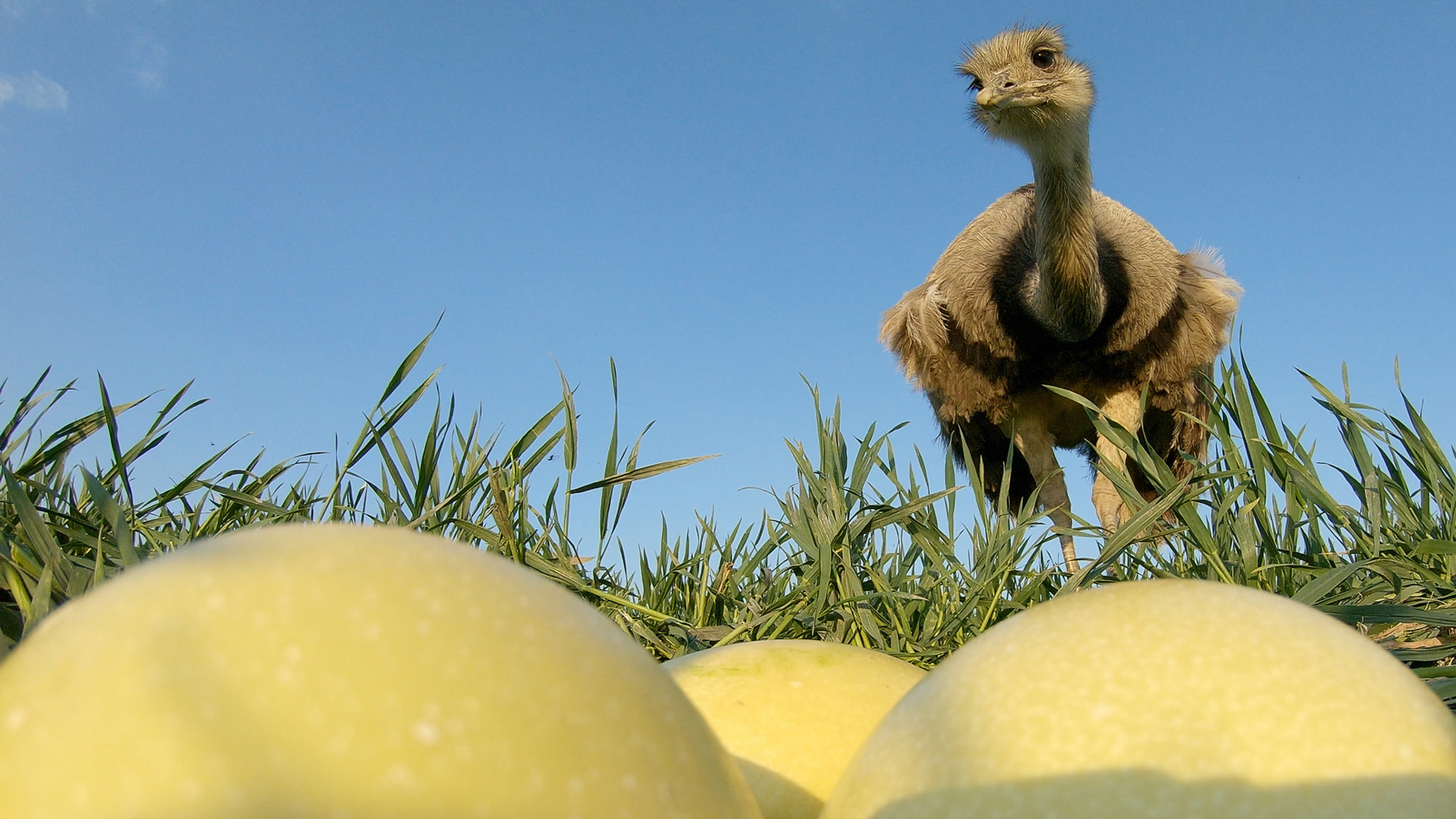 "Freche Viecher - Nandus": Bei den Nandus brütet der Hahn.