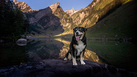 Schweizer Hundegeschichten: Ein Appenzeller namens Elvis