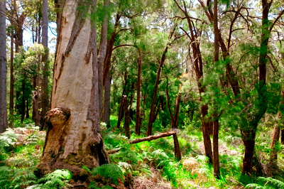 In den Feuerwäldern Westaustraliens - Die Walpole Wilderness