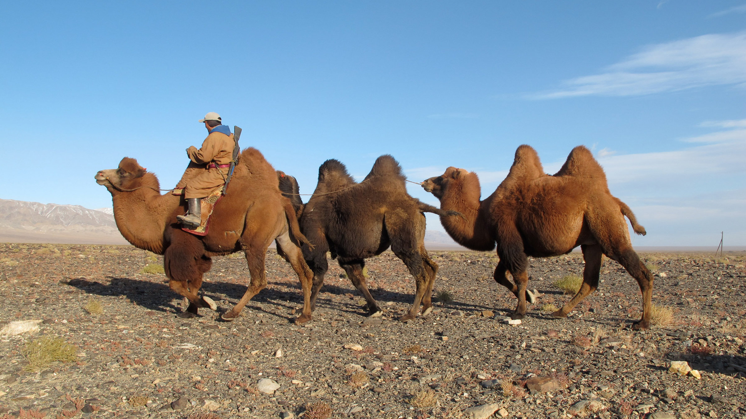 "Wüstenschiffe: Von Kamelen und Menschen" - Kamele in der Wüste Gobi.