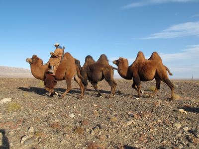 Wüstenschiffe: Von Kamelen und Menschen