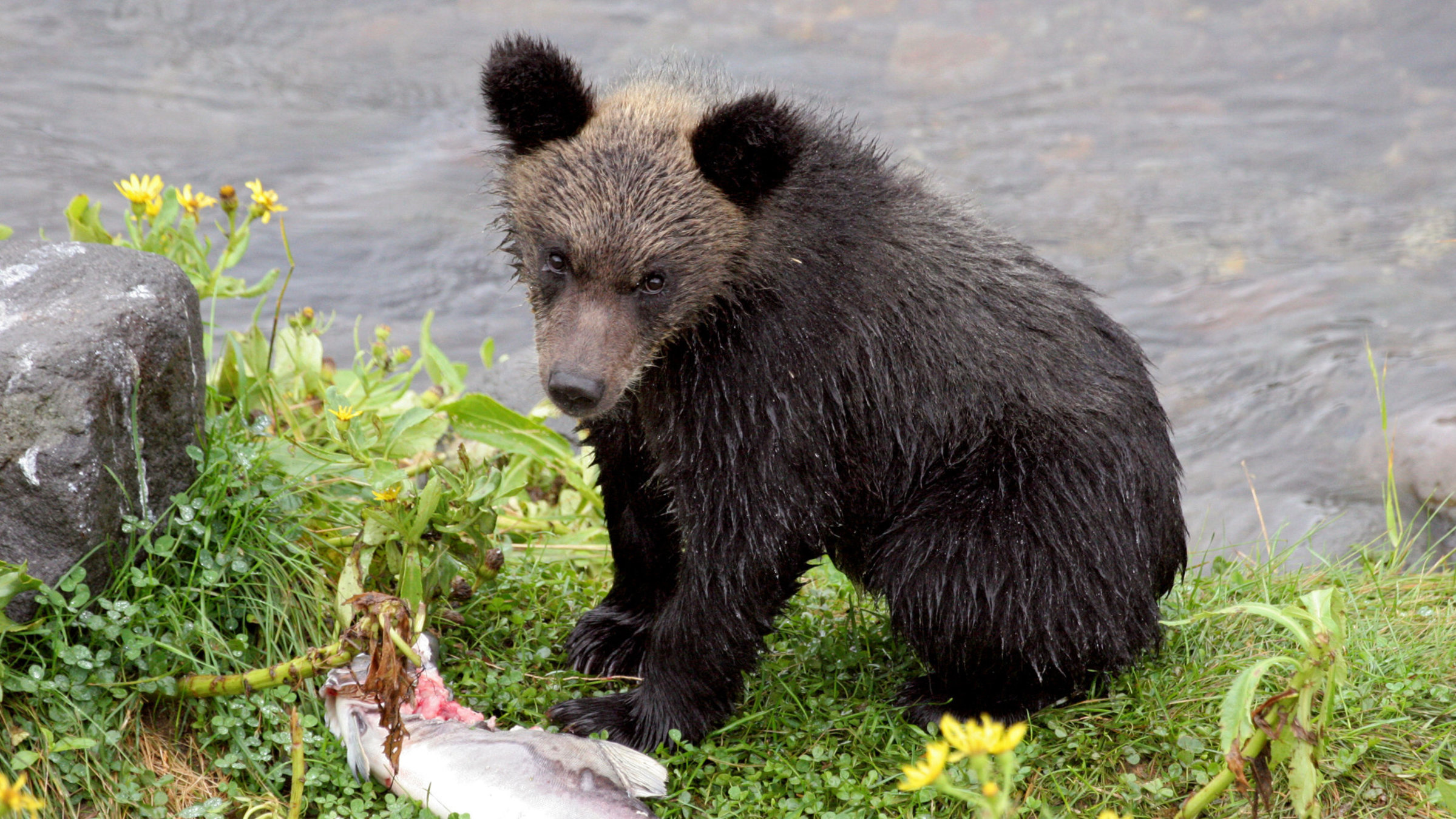 "Wildes Japan - Tropenstrand und Bärenland": ein Braunbär hat einen Fisch gefangen.