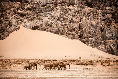 Wüstenkönige - Die Löwen der Namib
