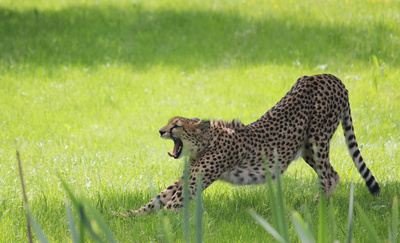 Die Raubkatzen von Herberstein