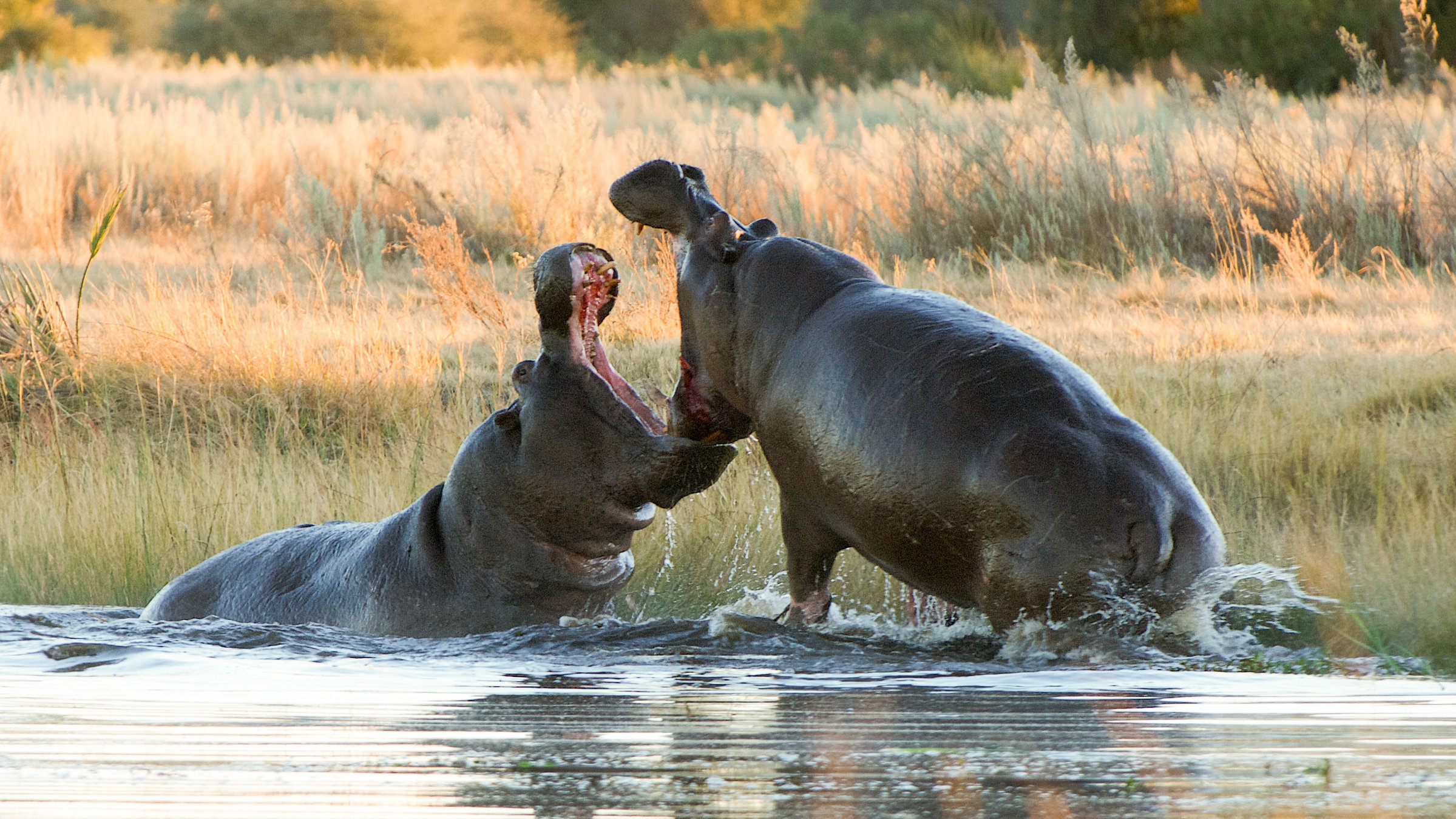 "Zauber der Jahreszeiten (2/3) - Okawango": Männliche Nilpferdkämpfe können Stunden dauern und sind manchmal tödlich.