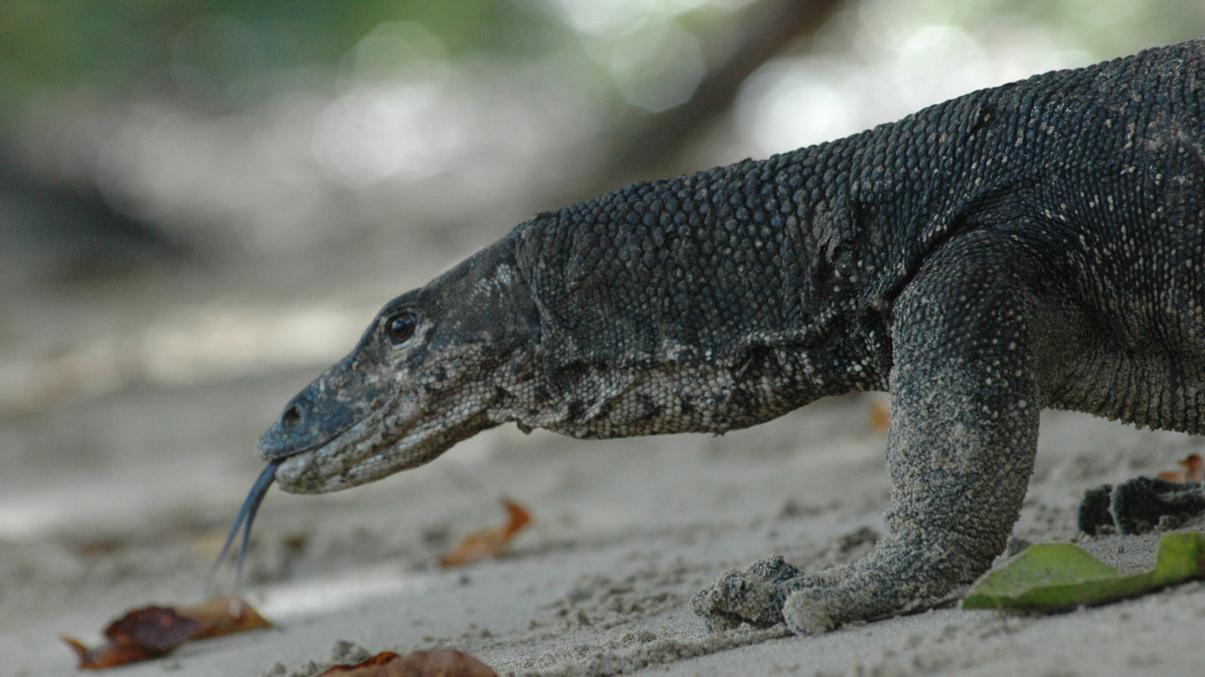 "Wilde Inseln: Philippinen": Bindenwaran.