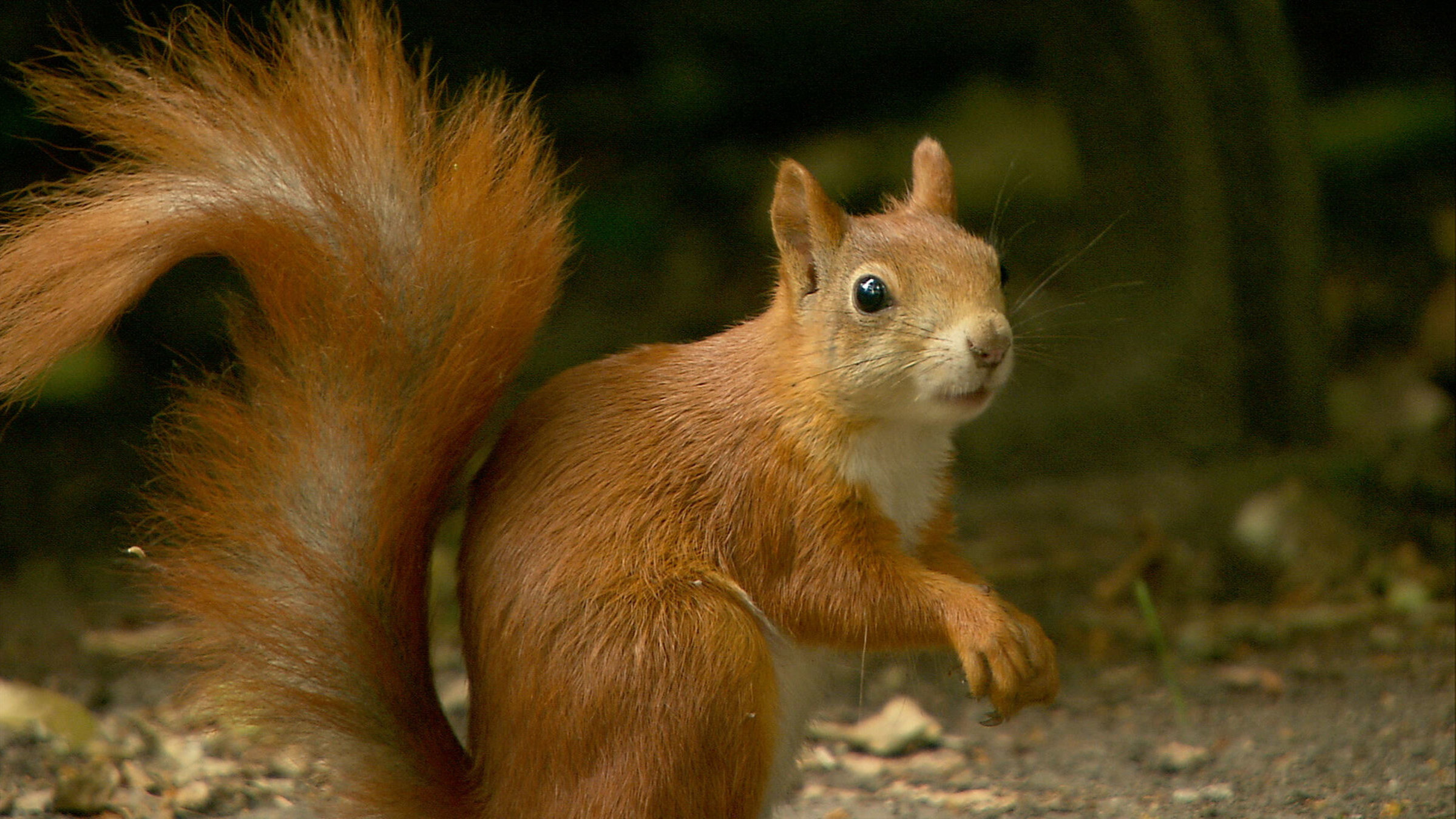 "Das vergessliche Eichhörnchen": Eichhörnchen.