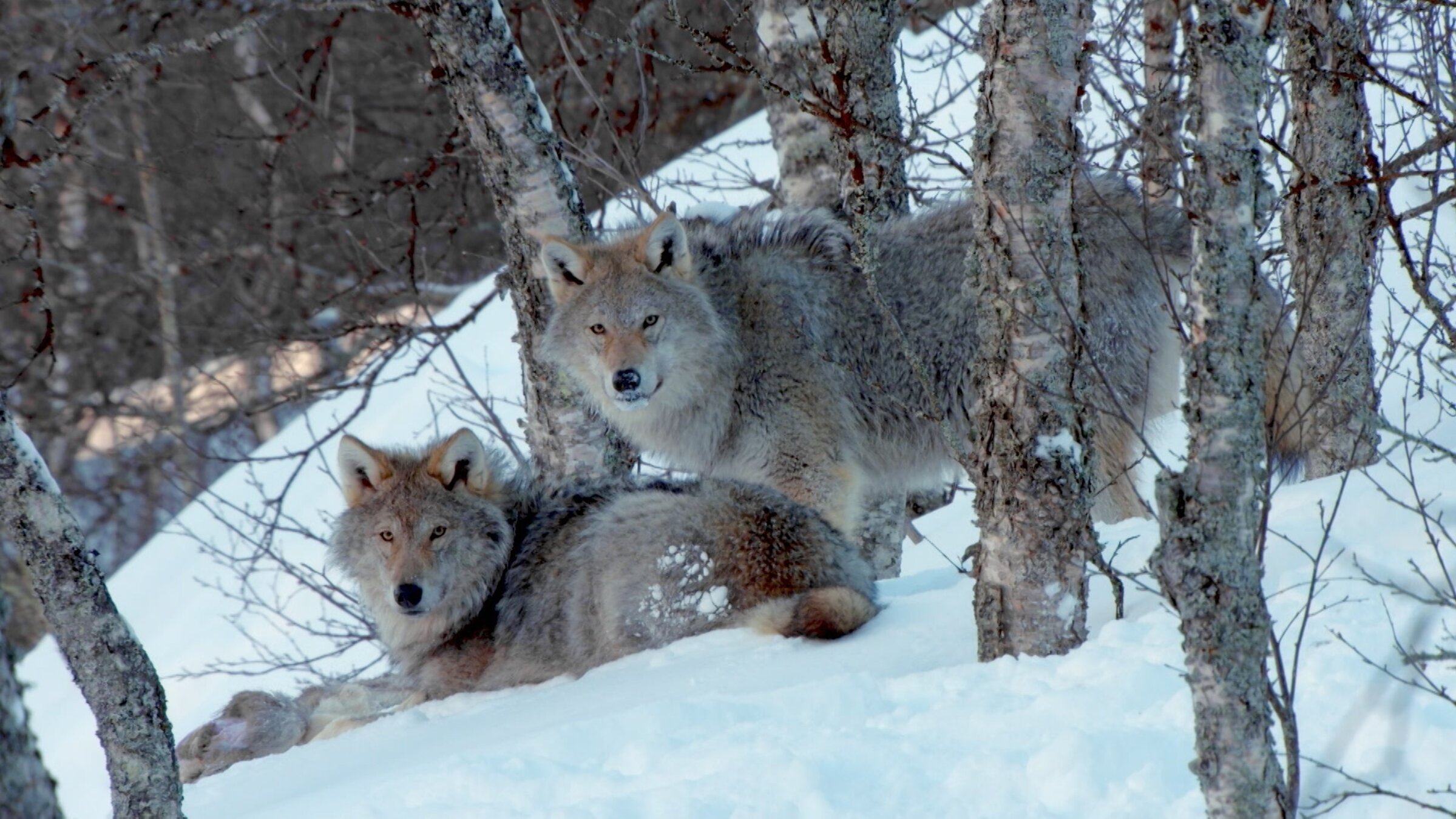 "Die Sprache der Tiere (4/5) - Teamwork": Wölfe stehen zwischen Bäumen im Schnee.