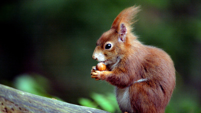 Geheimnisvolle Eichhörnchen