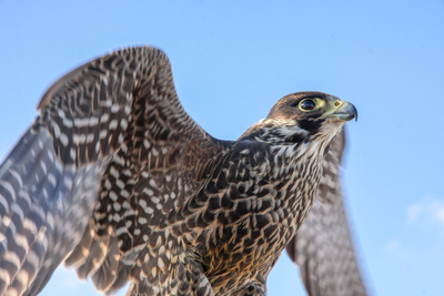 Naturparadies Seefeld - Im Reich des Wanderfalken