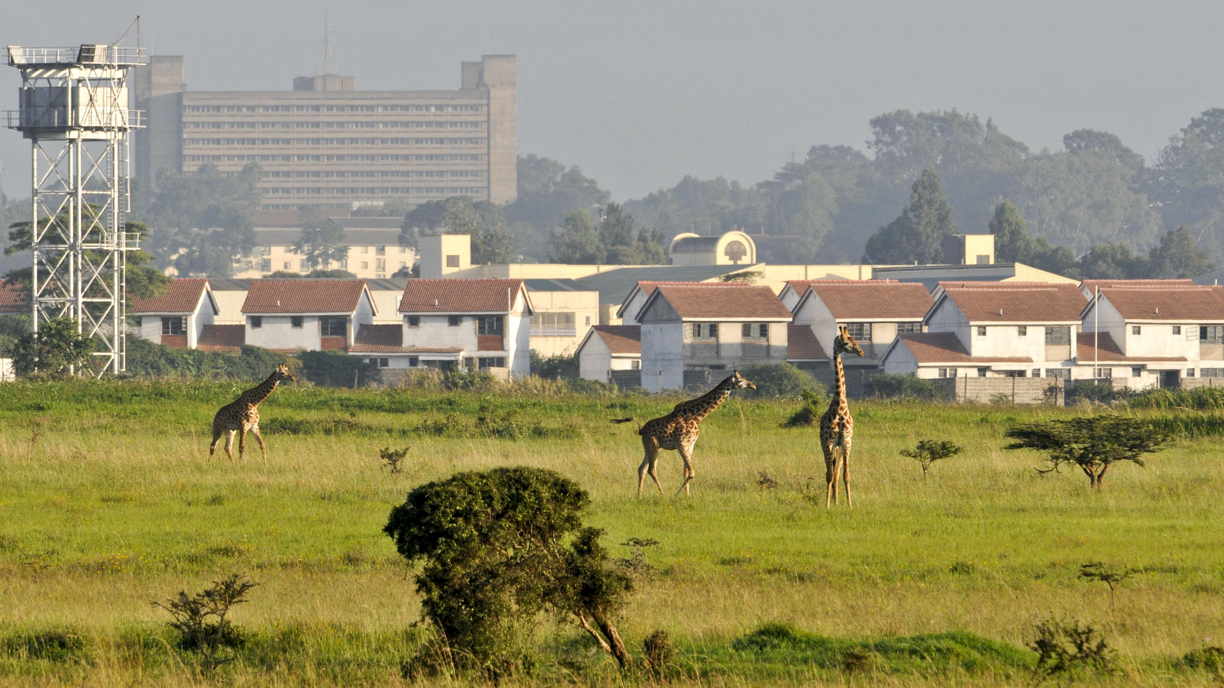 "Wildes Nairobi" - Giraffe vor der Skyline von Nairobi.