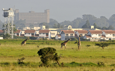 Wildes Nairobi - Wo Leoparden durch Gärten schleichen