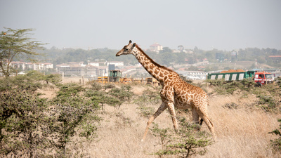 Wildes Nairobi - Wo Leoparden durch Gärten schleichen