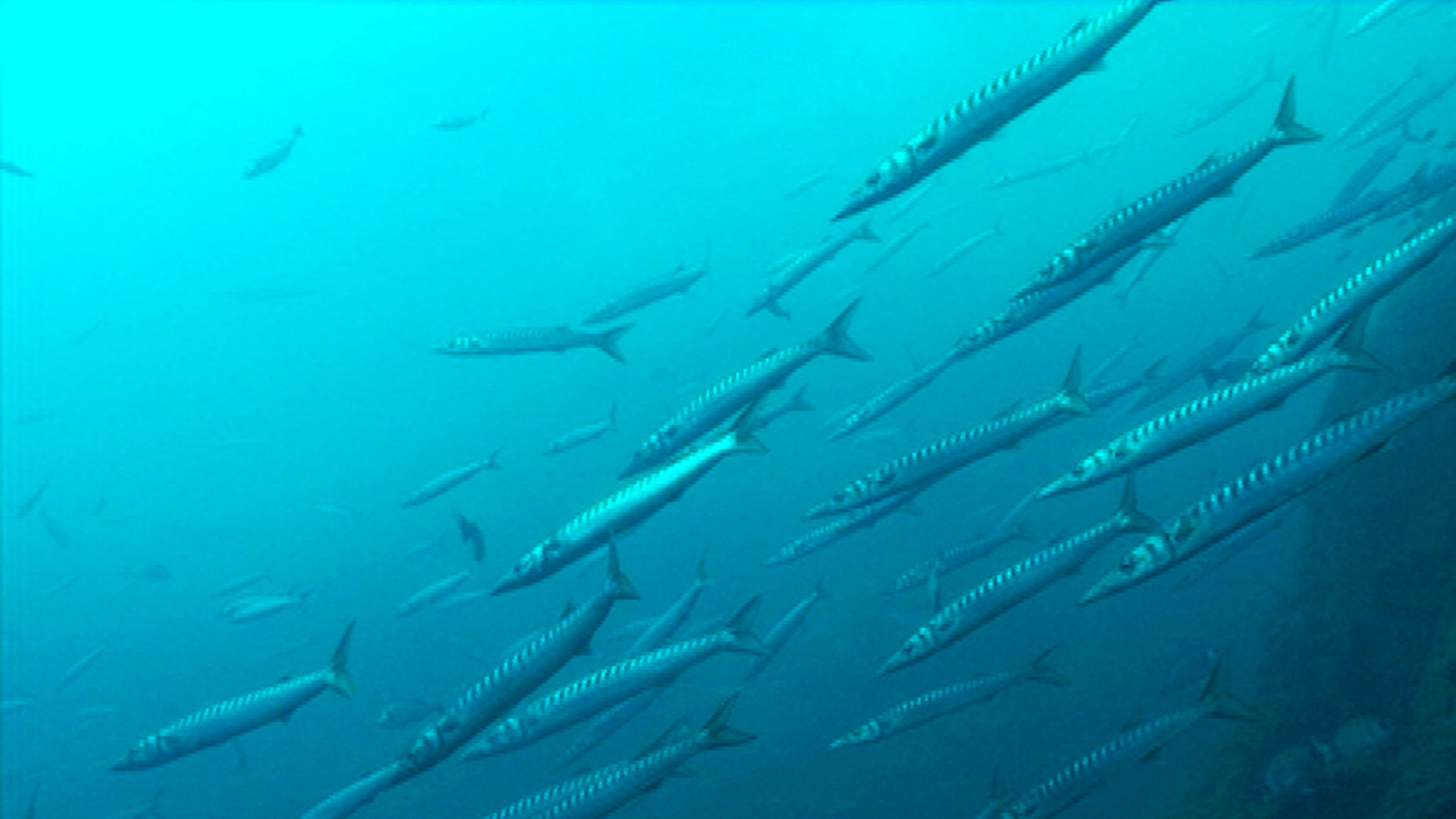 "Frankreichs Paradiese: Der Nationalpark Port-Croix" - Unterwasser Impressionen im Nationalpark.
