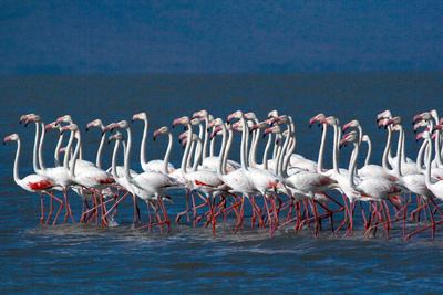 Juwel der Elefantenküste - Afrikas Wunderland Isimangaliso