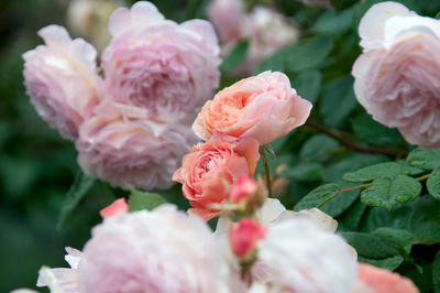 Rose - Königin der Blumen