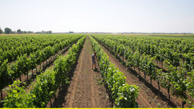 Faszination Österreich: Das Burgenland