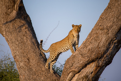 Malika jagt – Abenteuer einer Leopardin