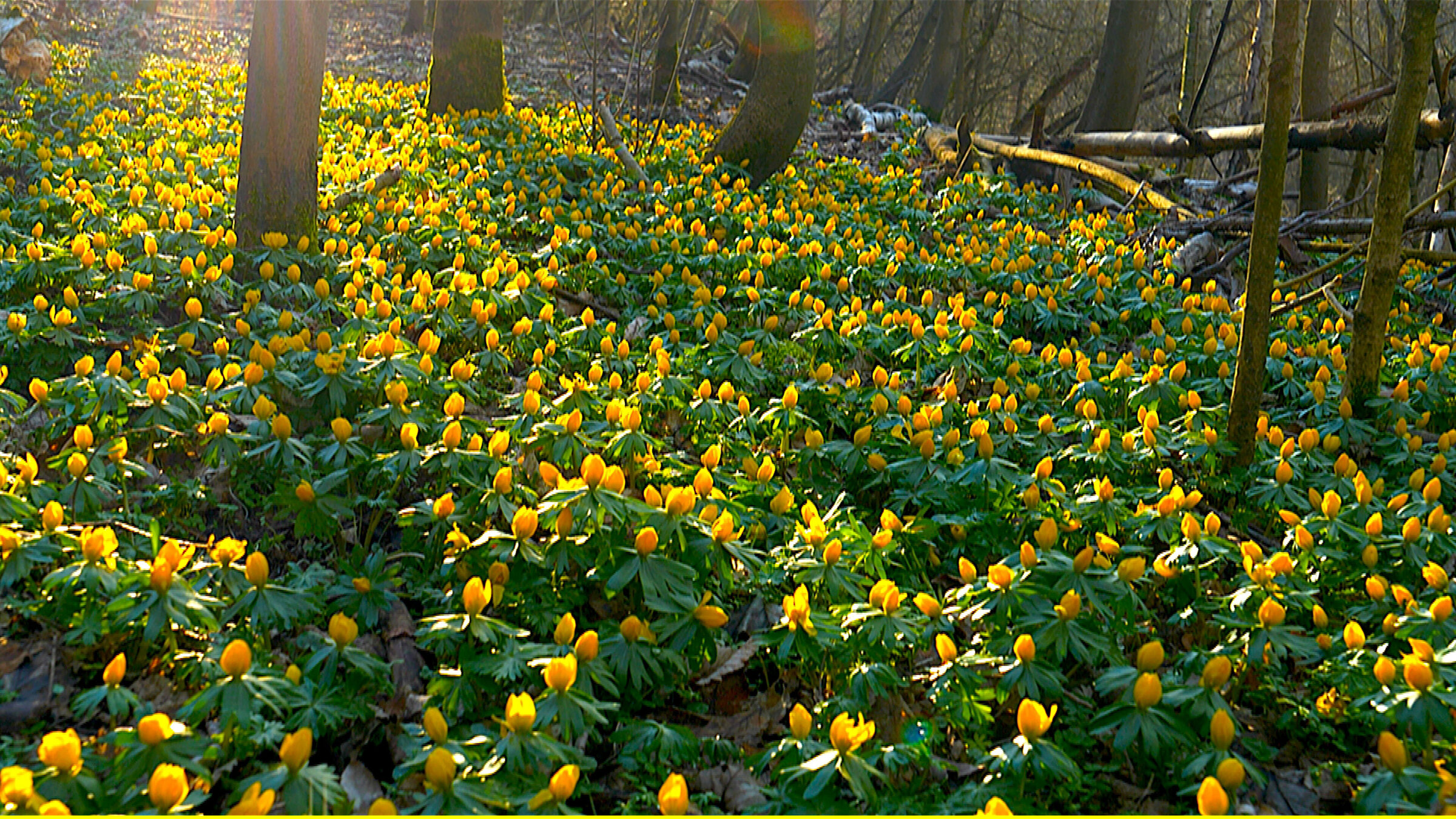 "Der Grunewald - Ein Jahr unter Bäumen": Der Grunewald im Frühling.