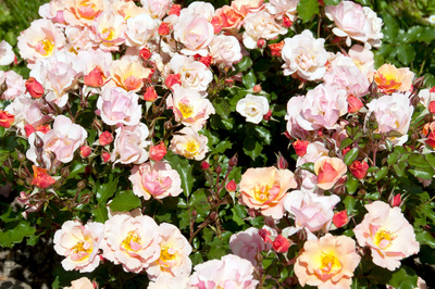 Rose - Königin der Blumen