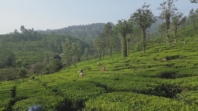 Traumorte - Kerala